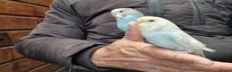 Budgerigars birds for sale: Super silly hand tamed budgies for sale  - Advert 3