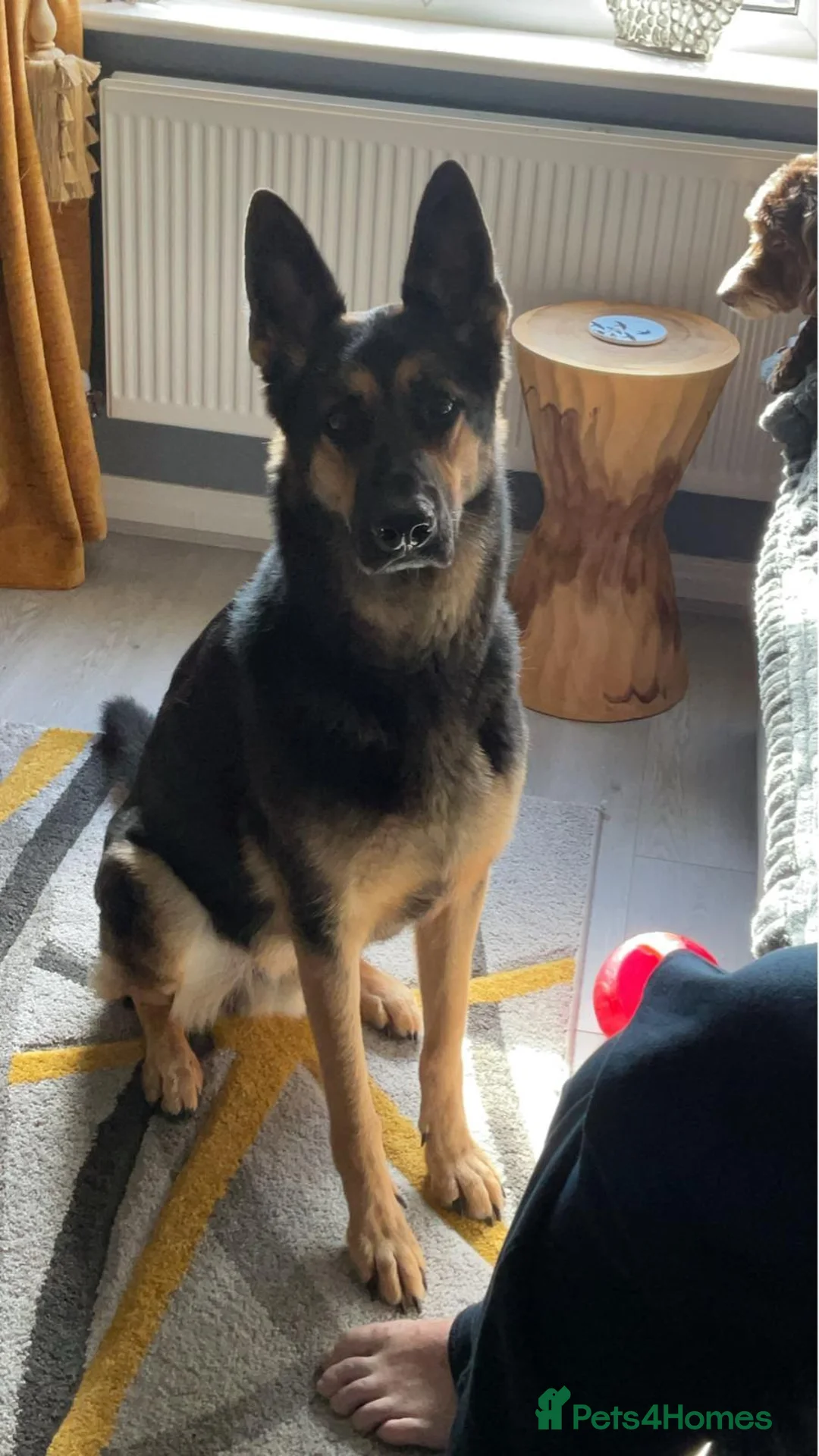 German Shepherd dogs for sale: German shepherd  - Advert 1
