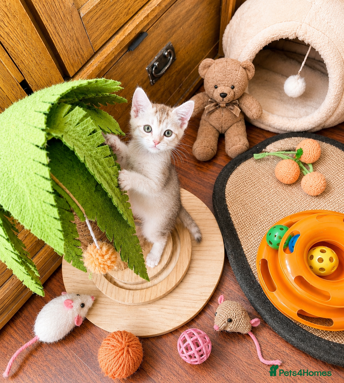 Abyssinian cats ❗️PRICE REDUCED ❤️🏆 Outstanding Abyssinian - Advert 1