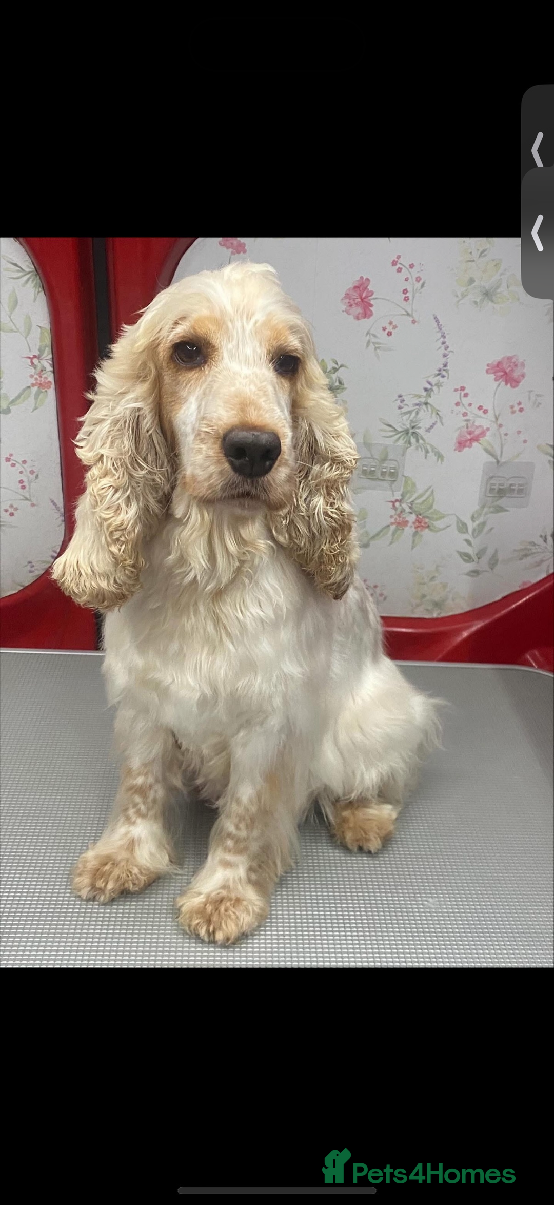 Cocker Spaniel dogs for sale: Beautiful Adult Cocker Spaniel - Advert 1