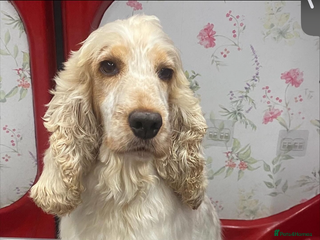 Cocker Spaniel dogs Beautiful Adult Cocker Spaniel - Advert 1