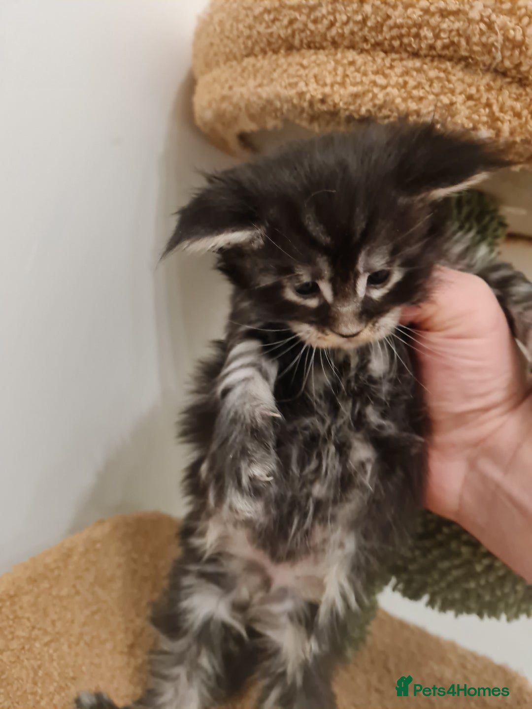 Maine Coon cats for sale: Maine coon kittens  - Advert 5