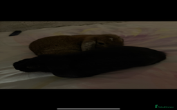 French Lop rabbits for sale: Mini lops male - Image 2