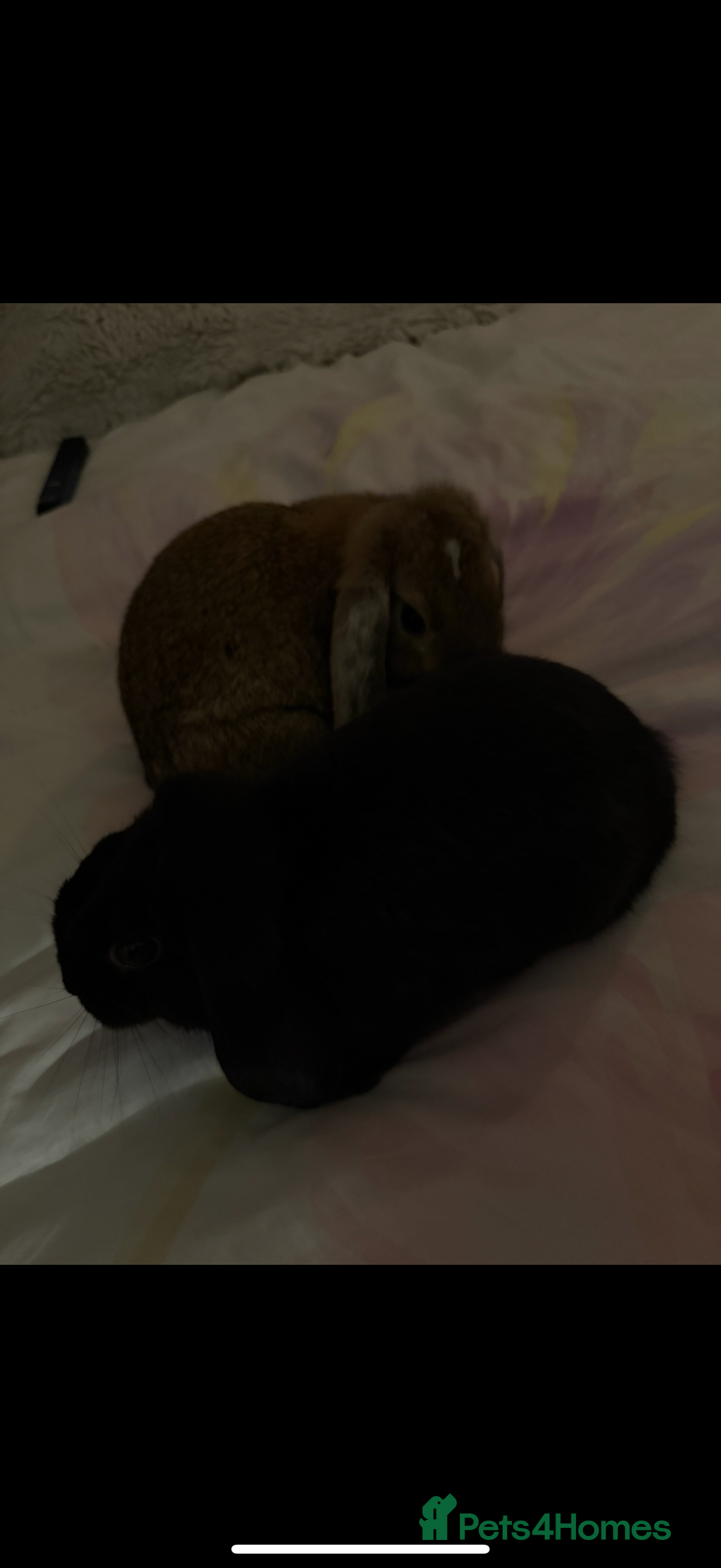 French Lop rabbits for sale: Mini lops male - Image 2