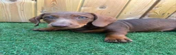 Miniature Dachshund dogs for sale: 4 beautiful minature dachshund puppies  - Advert 5