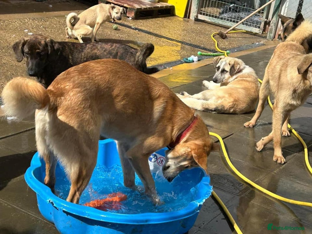 Mixed Breed dogs for adoption: Cristina - Norwich Norfolk  - Image 16