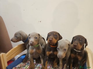 Dobermann dogs International Champ Bloodline Pups Ready 25thDEC - Advert 3