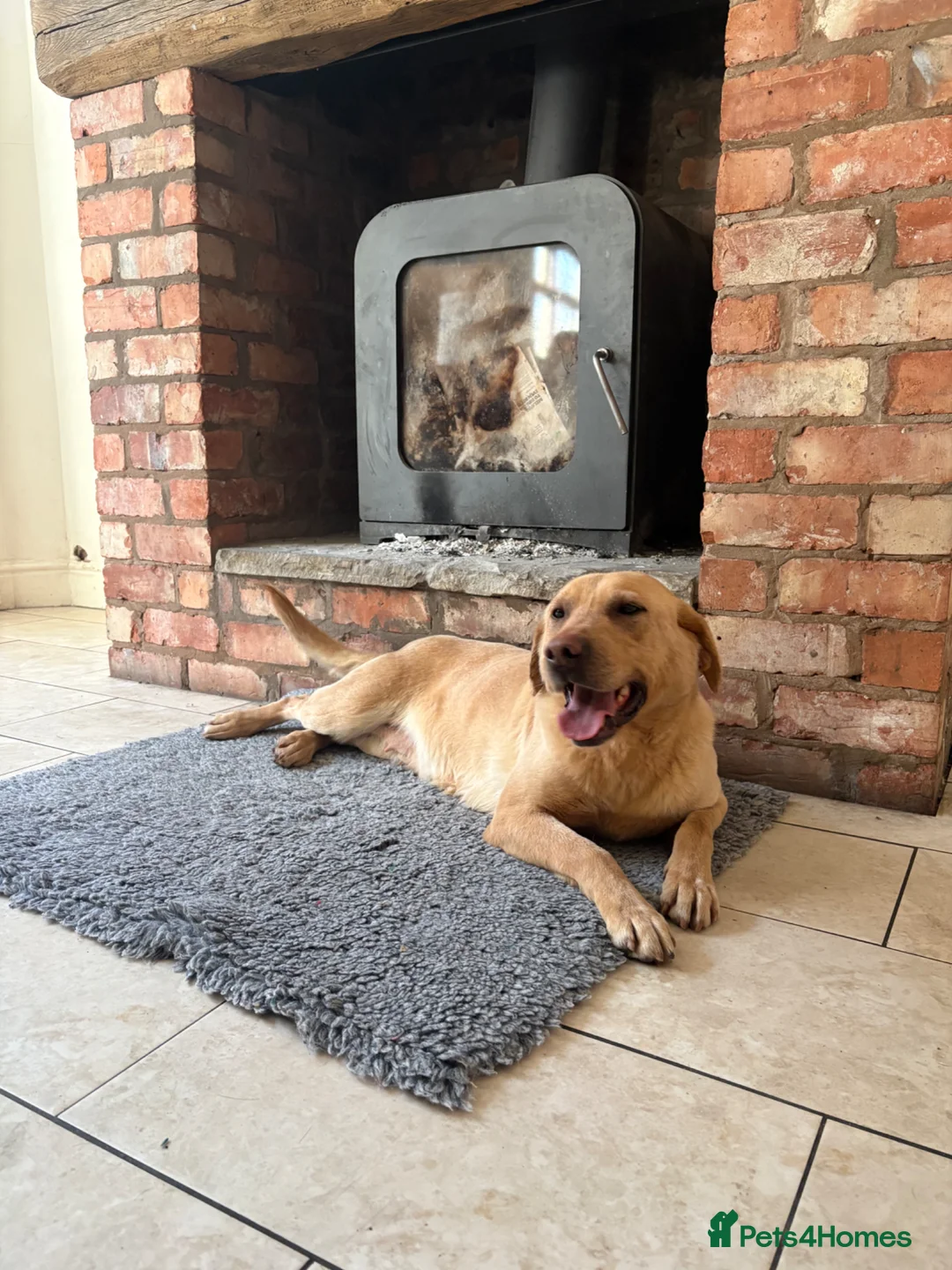 Labrador Retriever dogs for sale: Well Mannered Female Labrador Age 5 - Advert 2