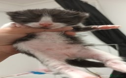 Mixed Breed cats for sale: 5 mixed breed kittens looking for new homes  - Image 6