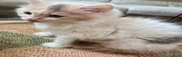 Munchkin cats for sale: Munchkin girls - Advert 1