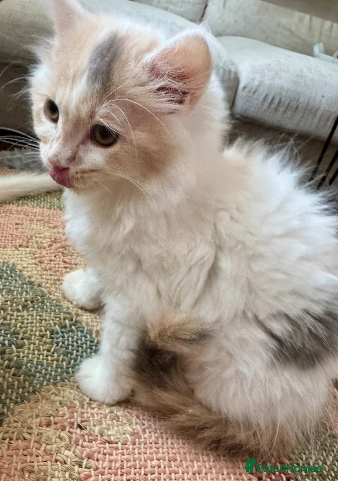 Munchkin cats for sale: Munchkin girls - Advert 1