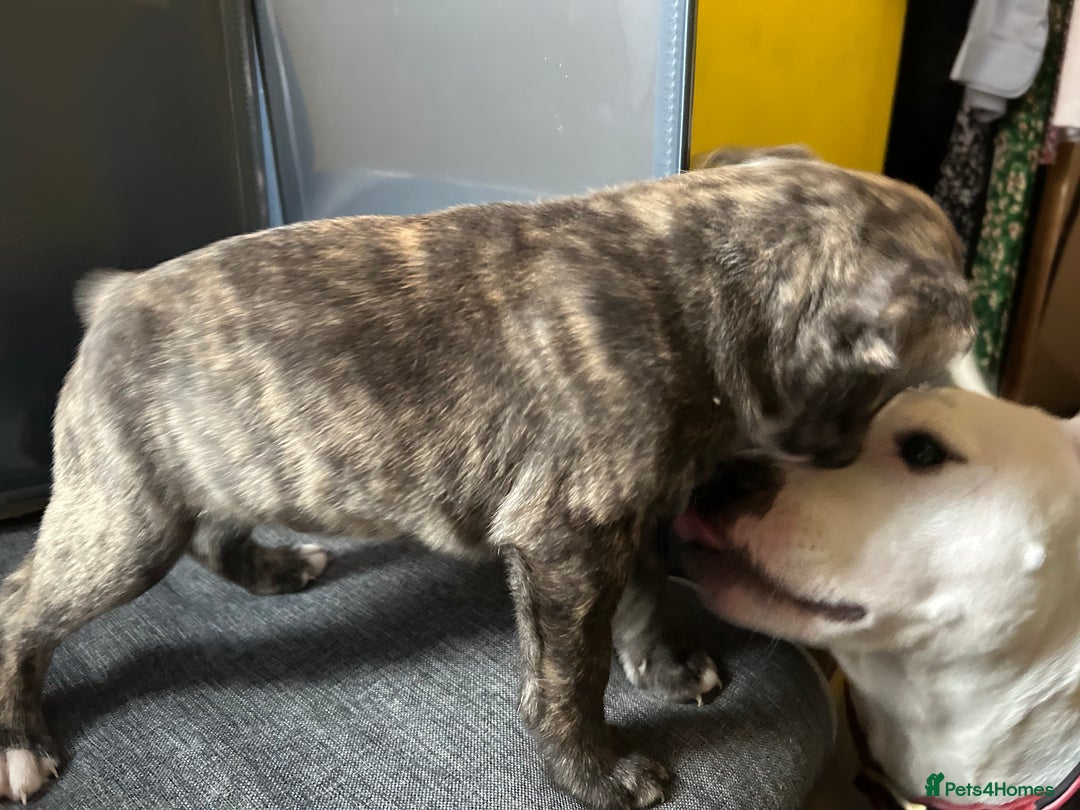 Mixed Breed dogs for sale: Staff plus Staff Jack Puppies  - Advert 11