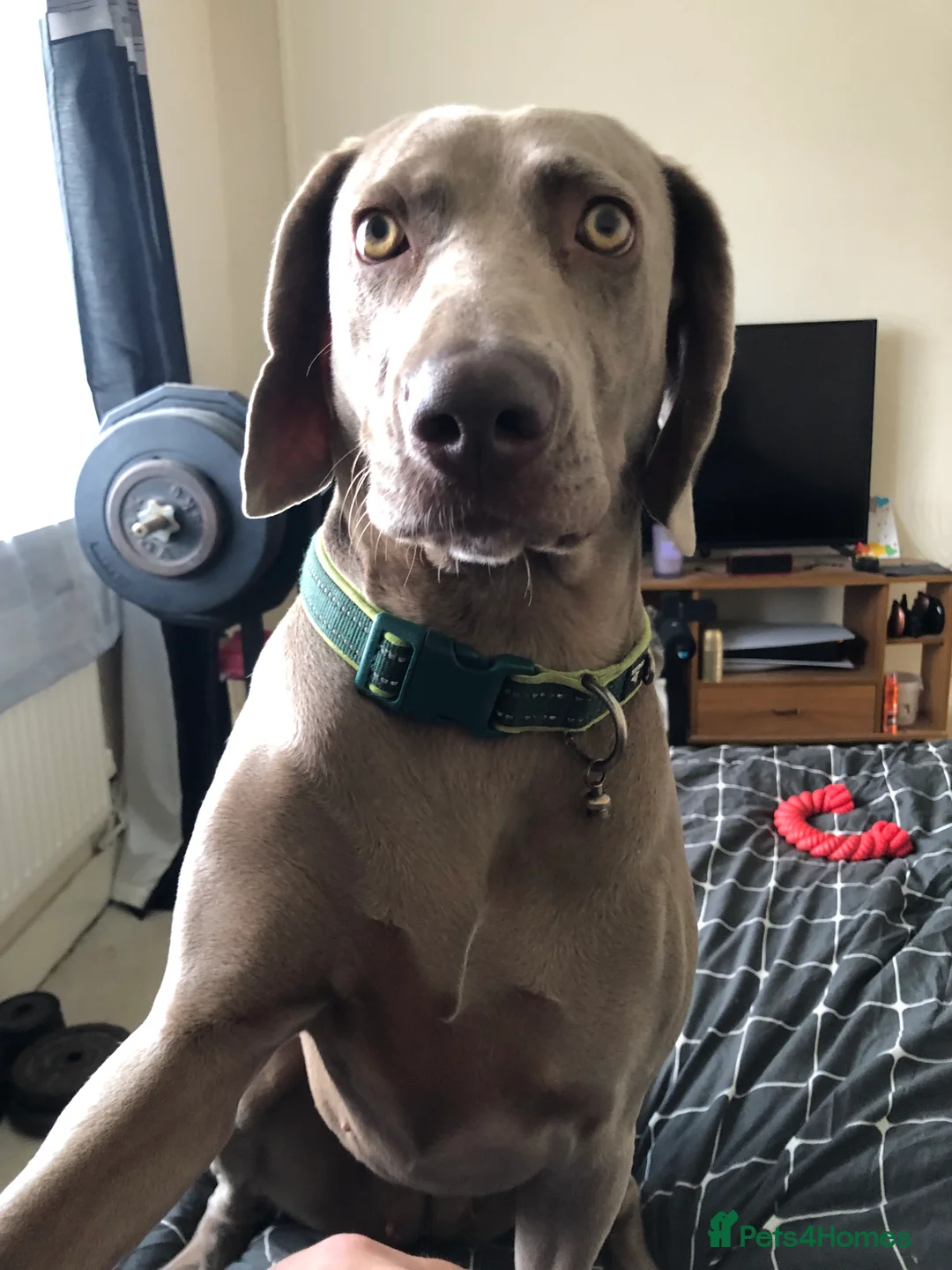 Weimaraner dogs for sale: Hallie  - Advert 1