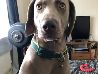 Weimaraner dogs Hallie - Advert 1