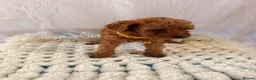 Cockapoo dogs for sale: 🐾 Beautiful Cheeky Cockapoos 🐾 - Advert 5