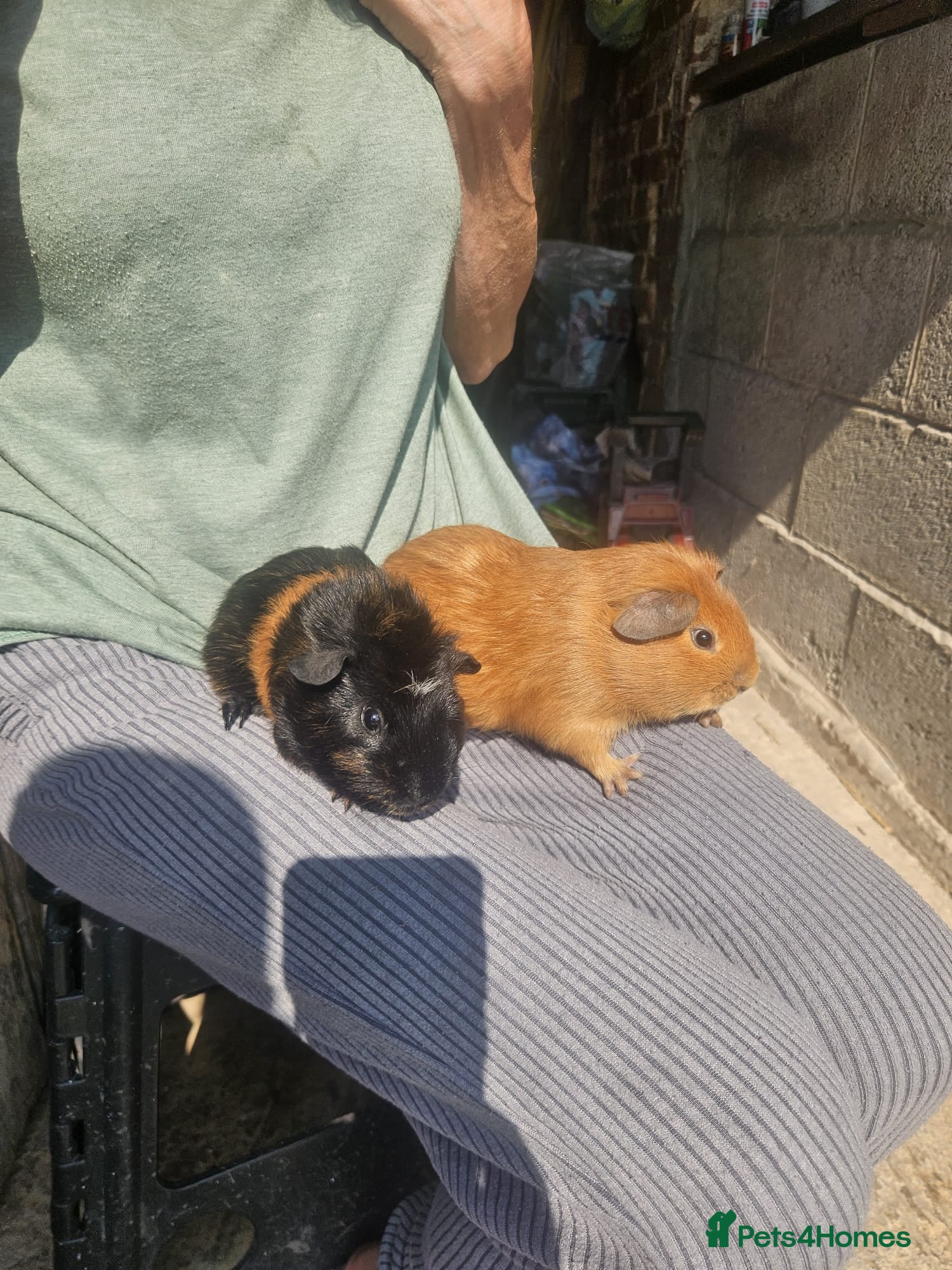 Guinea Pig rodents Lovely boys for sale  - Advert 10