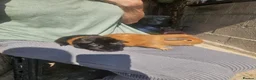 Guinea Pig rodents for sale: Lovely girls and boys for sale  - Advert 8