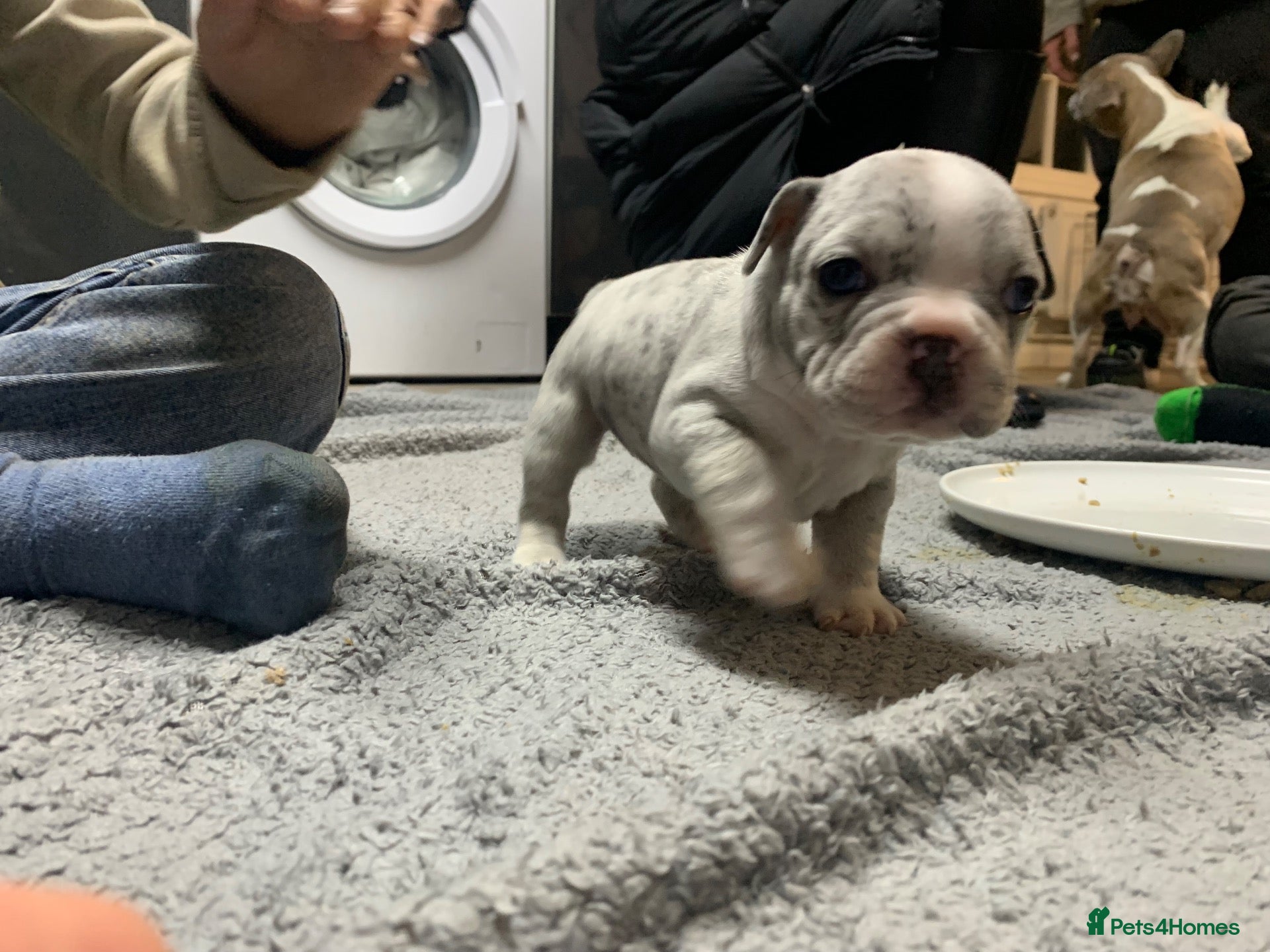 French Bulldog dogs for sale: Stunning Merle French Bulldog puppies - Advert 2