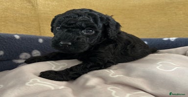 Miniature Poodle dogs - Advert 13