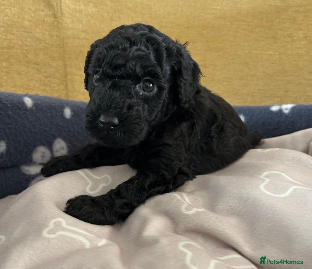 Miniature Poodle dogs for sale: Miniature Poodle Puppies  - Image 2