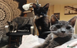 Domestic Shorthair cats for sale: Loving kittens - Image 3
