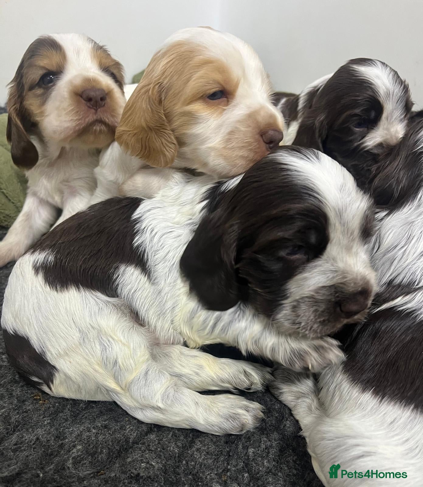 Cocker Spaniel dogs SHOW KC Registered, true to type, Cocker Spaniels - Advert 1