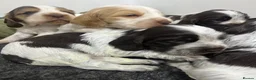 Cocker Spaniel dogs for sale: SHOW KC Registered, true to type, Cocker Spaniels - Advert 13