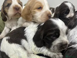 Cocker Spaniel dogs SHOW KC Registered, true to type, Cocker Spaniels - Advert 1