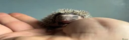 Pygmy Hedgehog rodents for sale: Beautiful Pygmy hedgehogs for sale!  - Advert 5