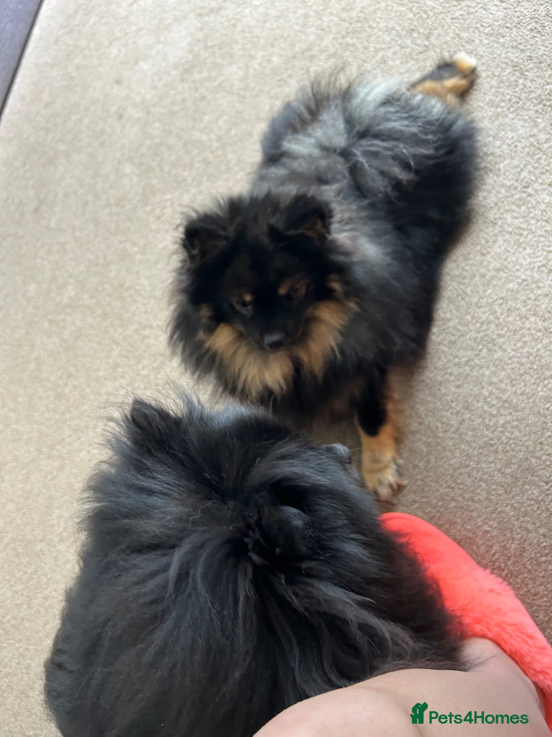Pomeranian dogs for sale: Full 8 puppies Pomeranians mum russian - Advert 1