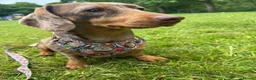 Miniature Dachshund dogs for sale: Beautiful Miniature Dachshund  in Penrith - Advert 2