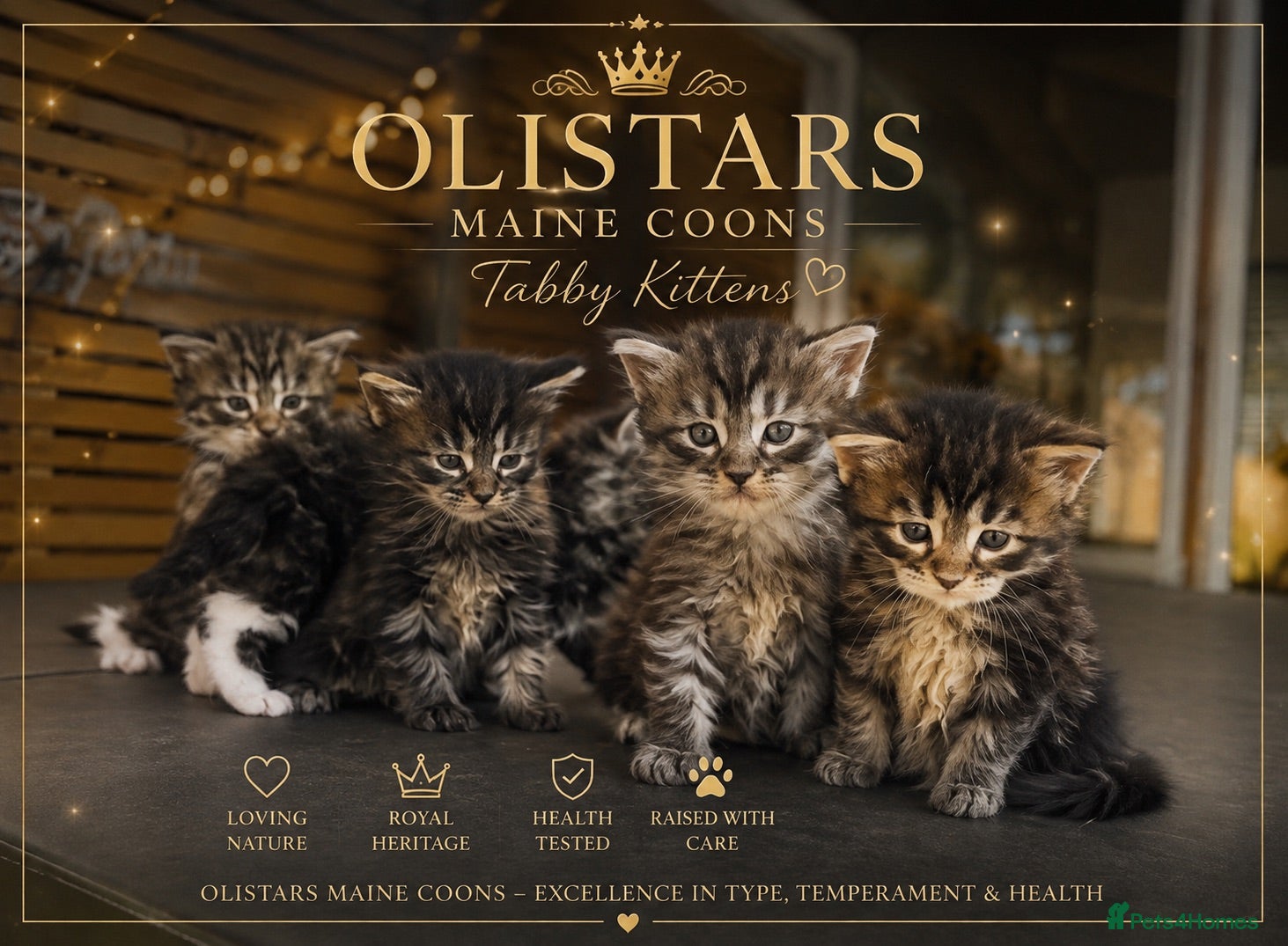 Maine Coon cats Olistars Maine Coons- ready 27th Oct  - Advert 11