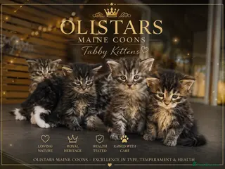 Maine Coon cats Olistars Maine Coons- ready 27th Oct - Advert 11