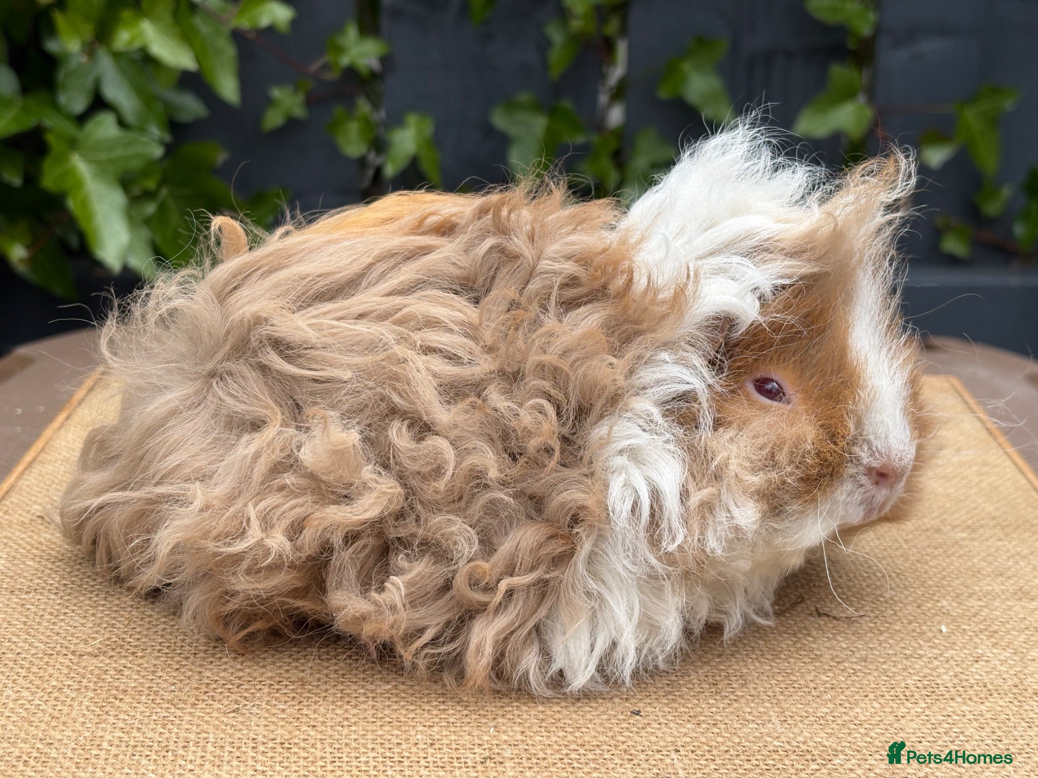Guinea Pig rodents Purebred Lunkarya - Advert 1