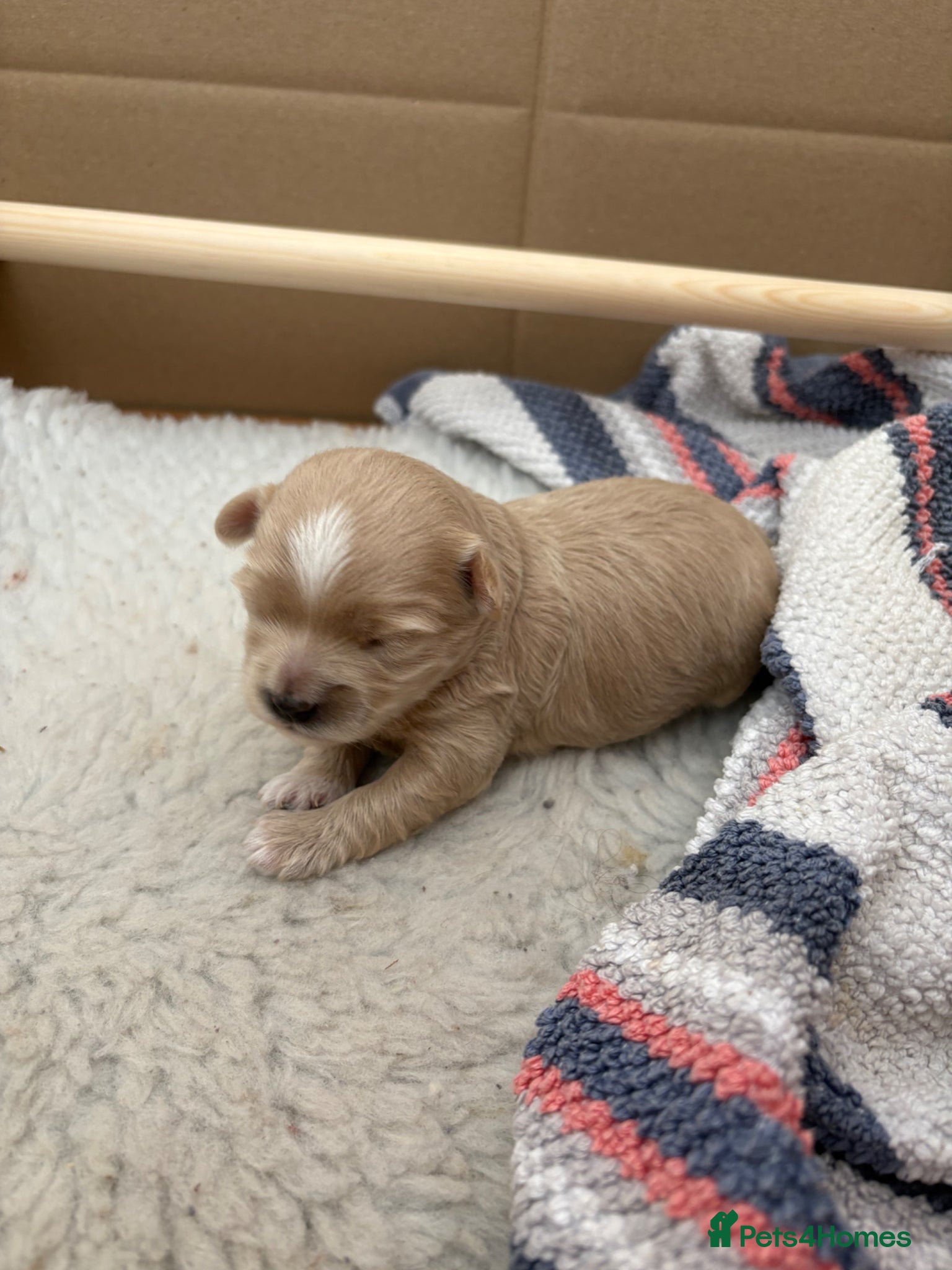 Maltipoo dogs Male Maltipoo puppy, ready June  - Advert 2
