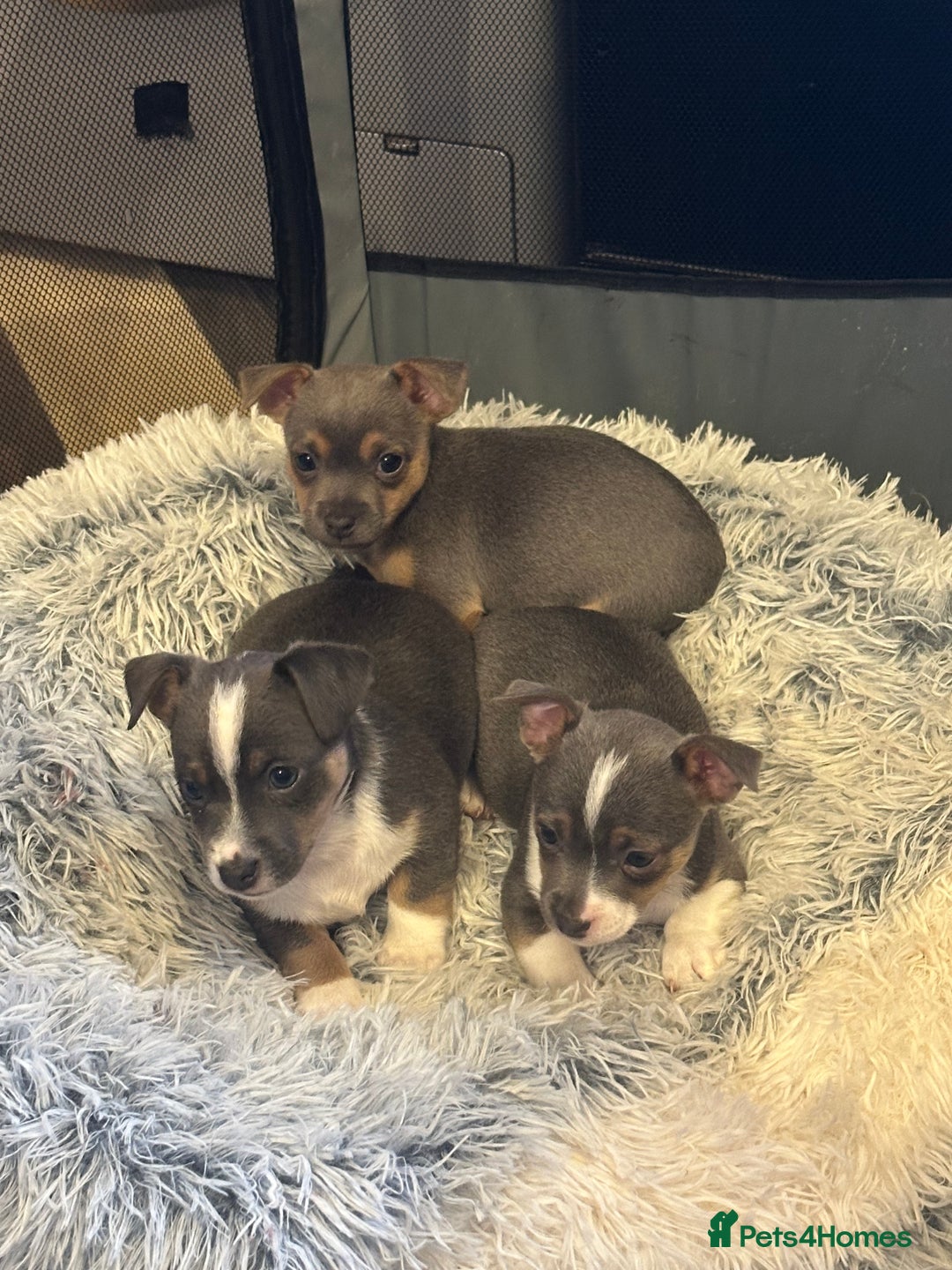 Jack Russell dogs for sale: Miniature miniature Jack Russel Puppies - Advert 22