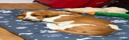 Basset Hound dogs for stud: Basset Hound Proven Stud - Advert 31