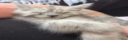Maine Coon cats for sale: Maine coon boys and girls available now  - Advert 5