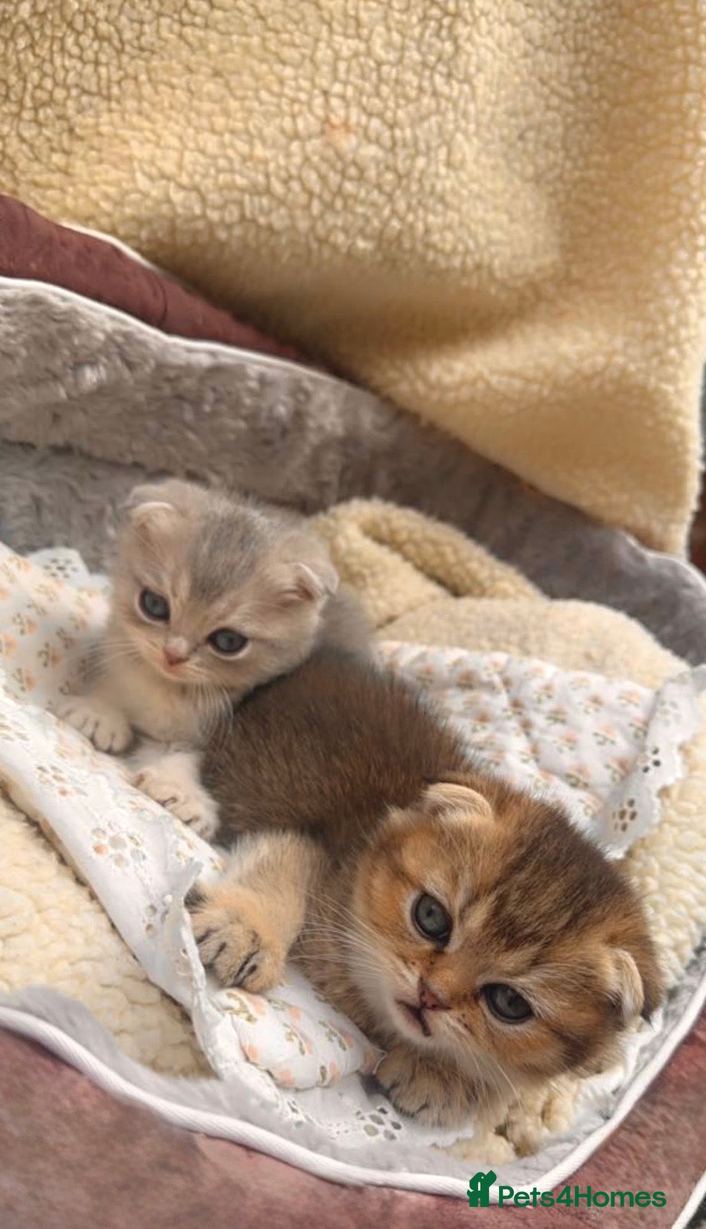 Scottish Fold cats Cute Scottish Fold Kittens: Golden and Blue - Advert 15