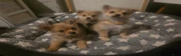 Mixed Breed dogs for sale: Last girl left  she is the funniest one  - Advert 4