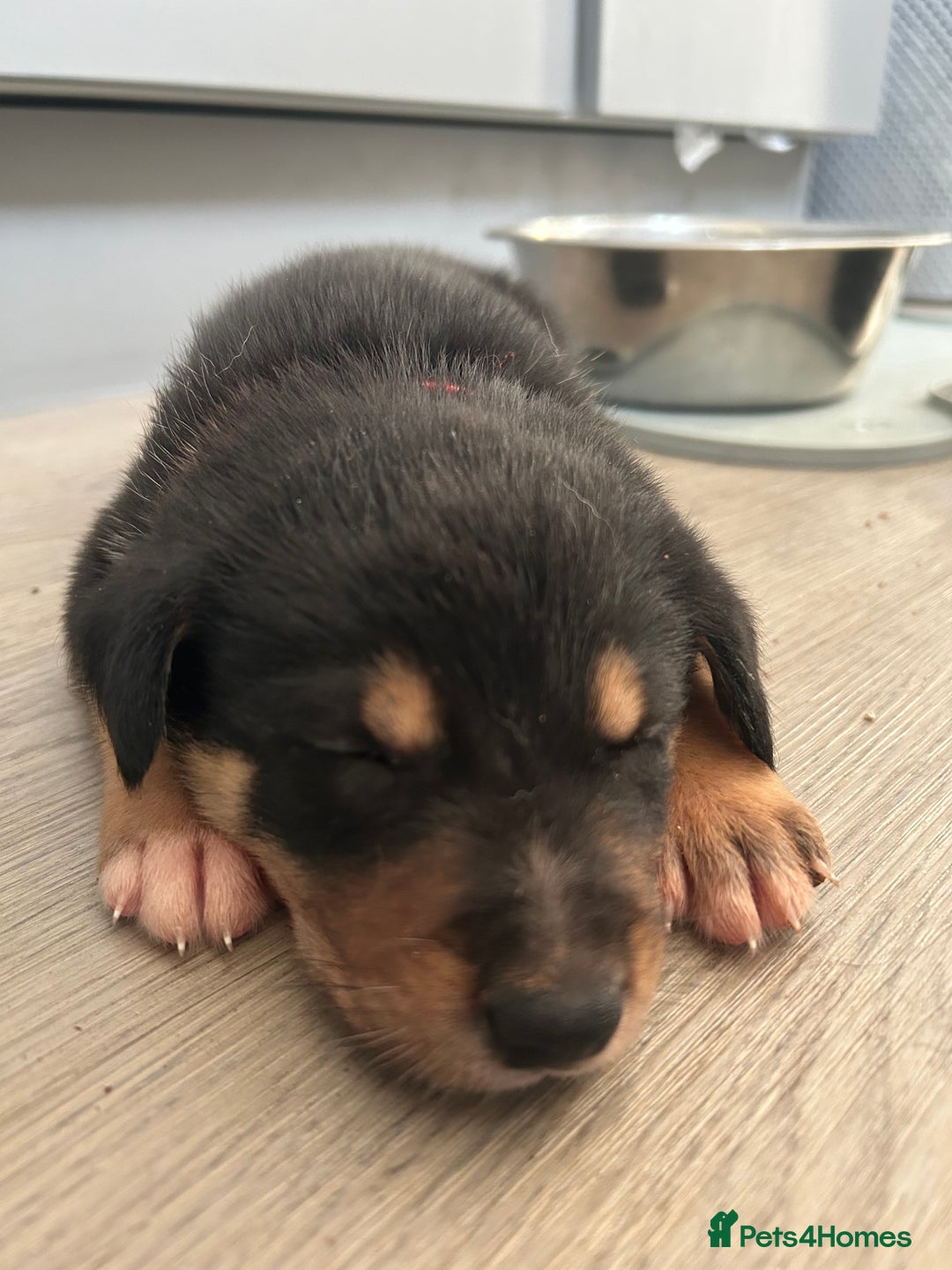 Mixed Breed dogs for sale: Our beautiful boy Koda💙 - Advert 38