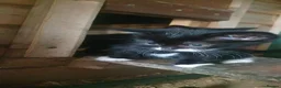 Mixed Breed cats for sale: Lovely kittens - Advert 8