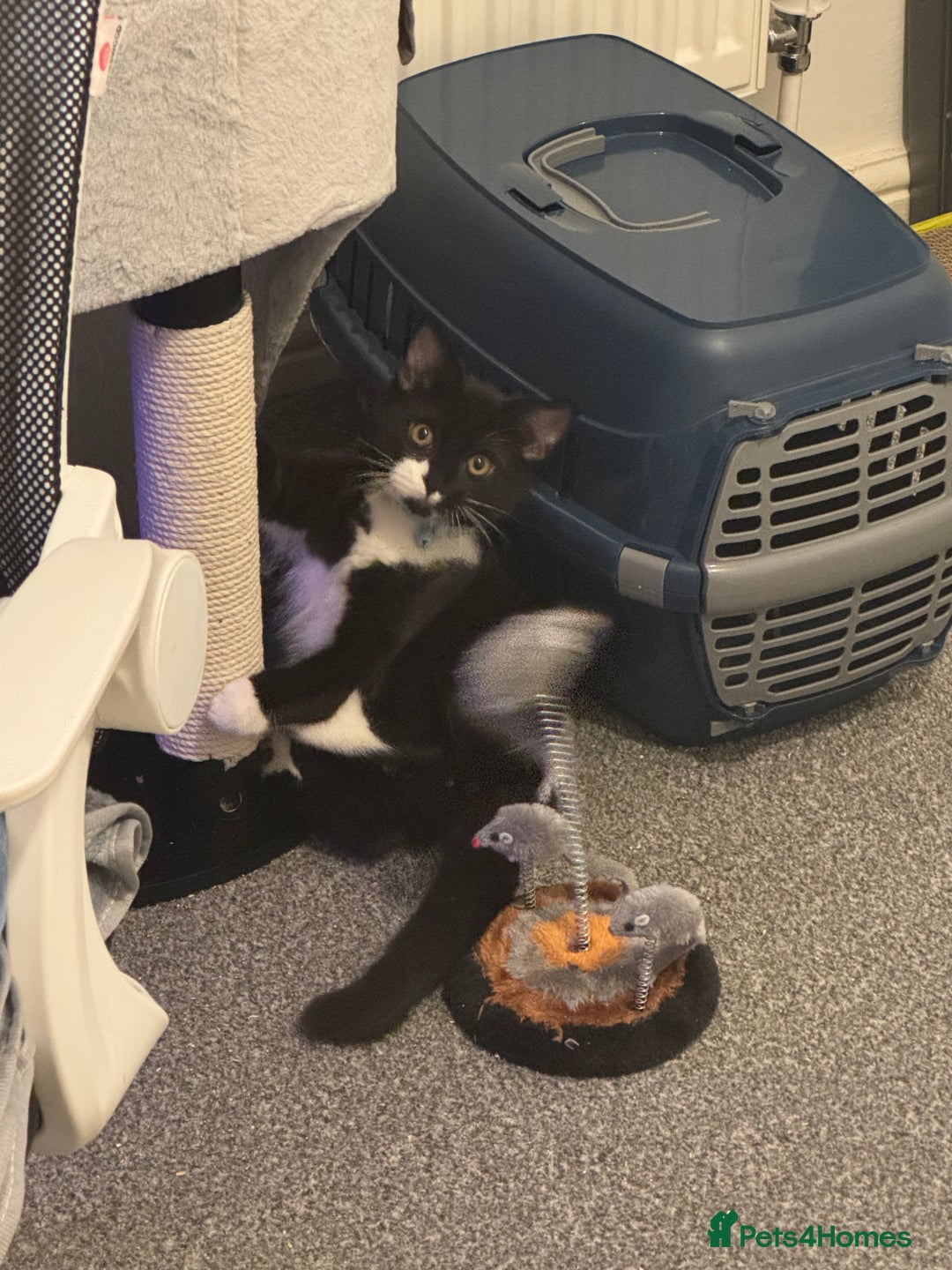 Domestic Shorthair cats for sale: Kitten for sale - Advert 2