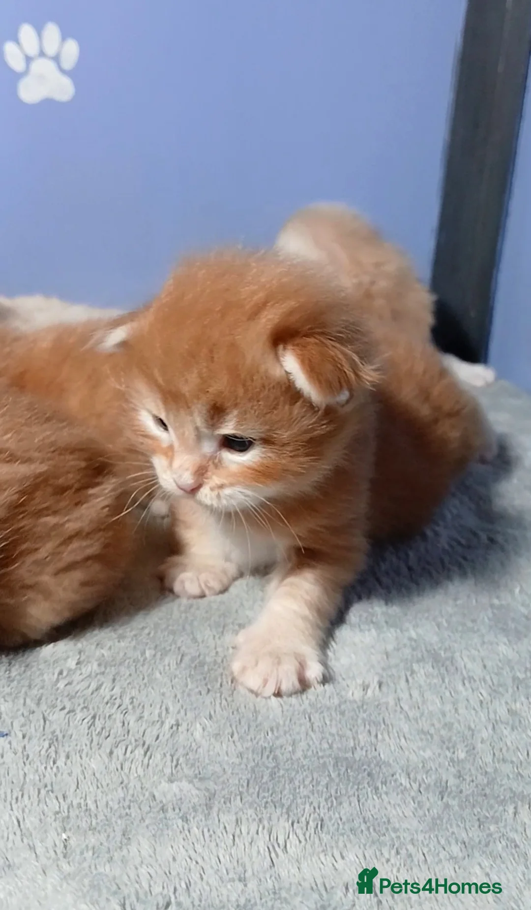 Maine Coon cats for sale: Sweet and Beautiful Pure Breed Maine Coon Kittens - Advert 11