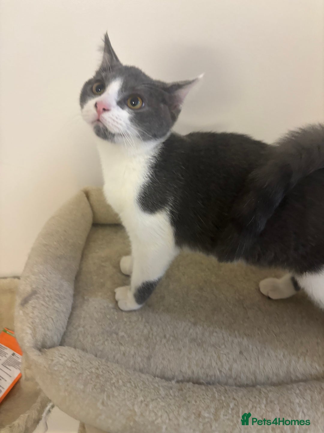 British Shorthair cats for sale: British shorthair & Domesticated shorthair female - Advert 6