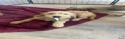 Mixed Breed dogs for sale: Golden Doodle puppies for sale  - Advert 24