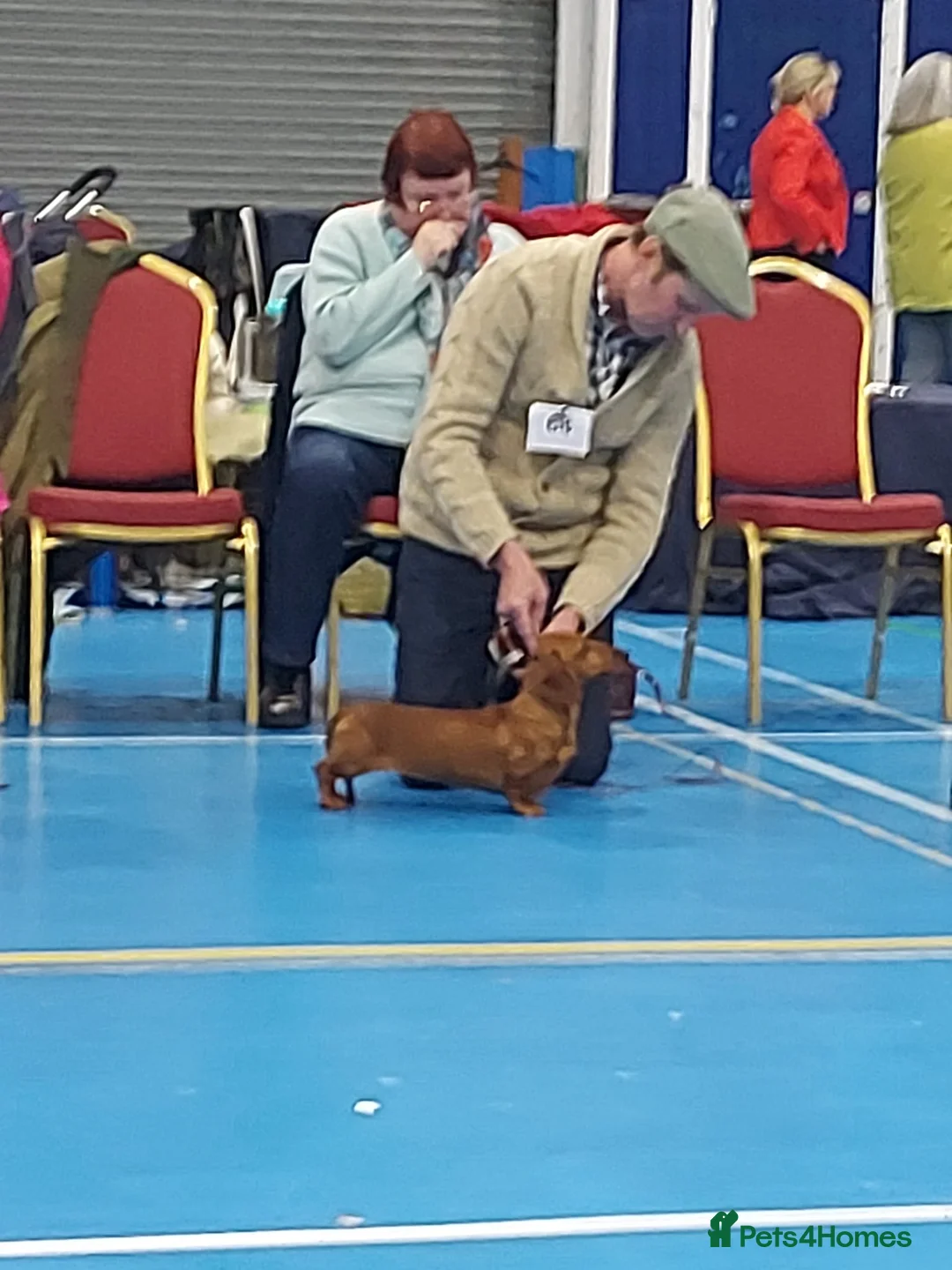 Dachshund dogs for sale: Miniature Smooth Haired Dachshund  in Wigston - Advert 7