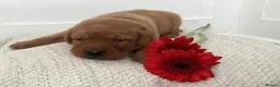 Labrador Retriever dogs for sale: KC Reg Fox Red Labrador Puppies. in New Malden - Advert 5