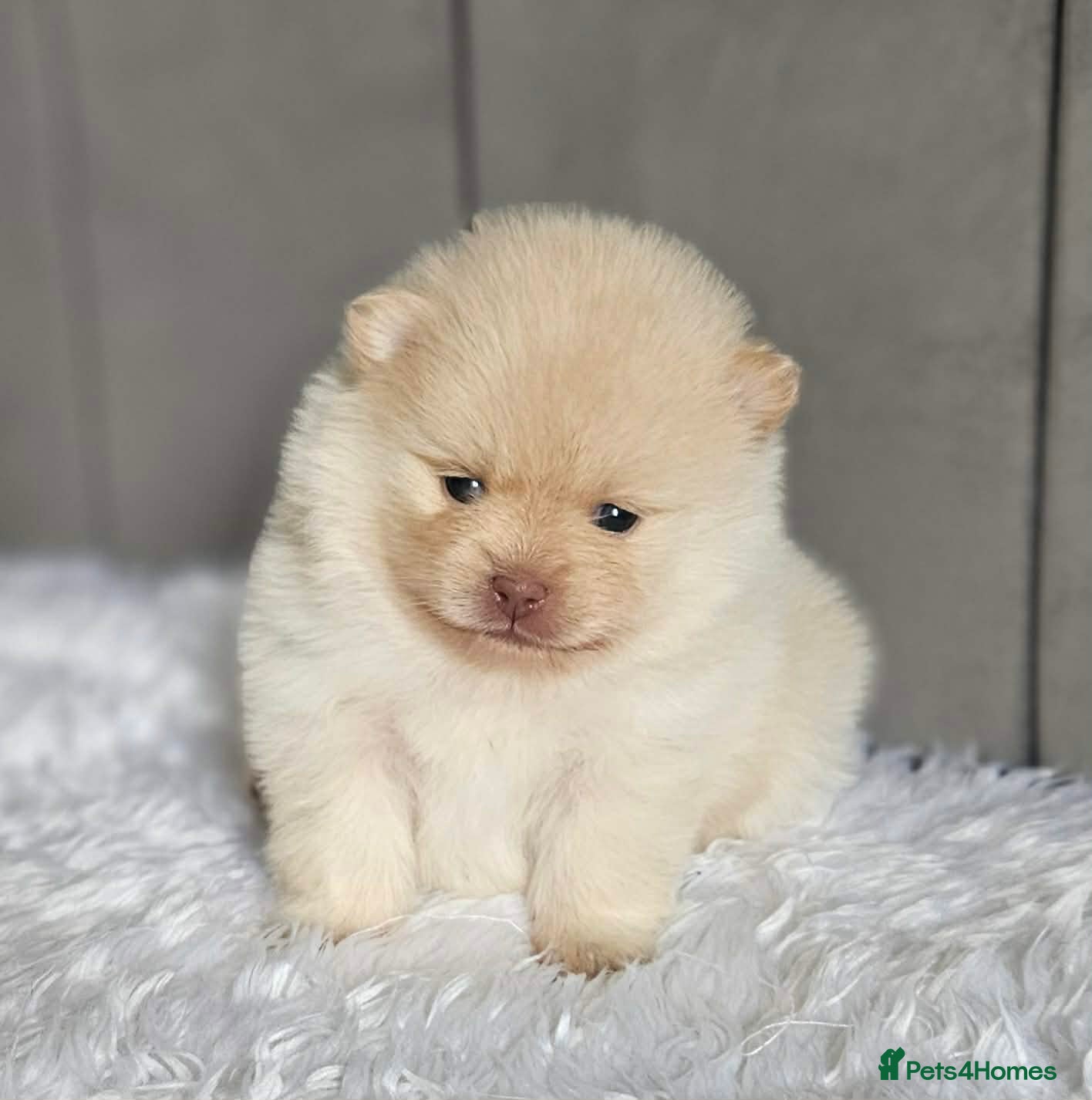 Pomeranian dogs 3 KC POMERANIAN’S AVAILABLE  - Advert 2