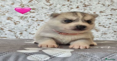 Siberian Husky dogs - Advert 2